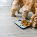 Homemade Pet Food: Why It’s Important to Consult Vet or Nutritionist in India?