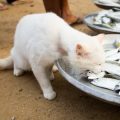 Role of Indian Communities & Hobbyists in Home Fish Care