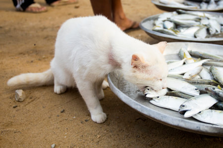 Role of Indian Communities & Hobbyists in Home Fish Care