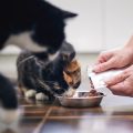 Dog Food Allergy: Symptoms, Causes & Home Remedies for Indian Pets