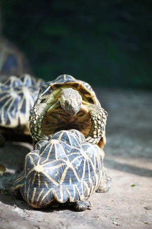 Heartwarming Story: Indian Family Adopts Abandoned Turtle, Giving It New Life
