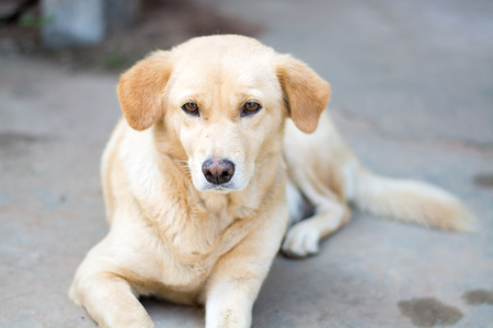 List of Banned Pets in India and Related Laws