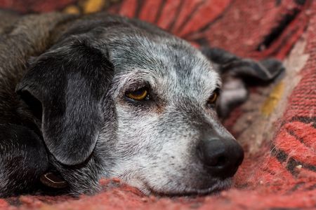 Stories of Pet Adoption by Elderly in Indian Cities
