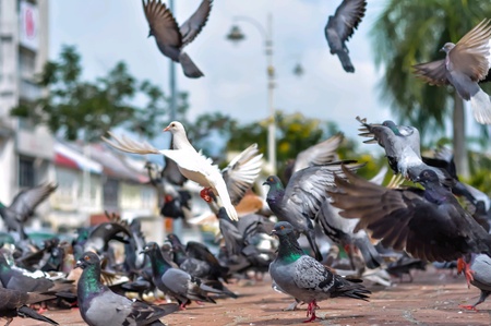Pet Birds in Indian Festivals: Cultural Significance & Role in Celebrations