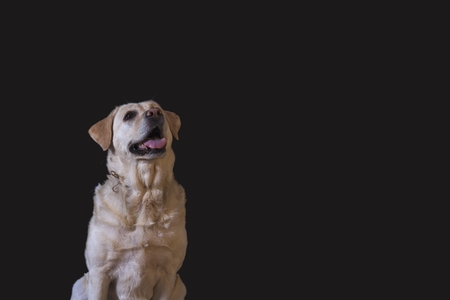 Common Obedience Training Mistakes for Pet Dogs in India and How to Avoid Them