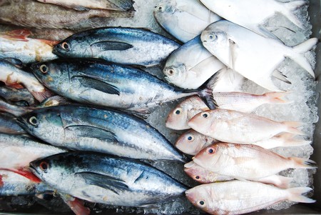 Types of Fish Food & Best Options Available in Indian Market