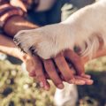 Top Pet Brands Loved by Indian Pet Parents