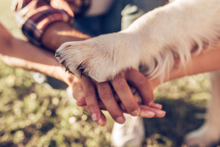 Top Pet Brands Loved by Indian Pet Parents