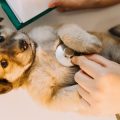 Dog Rabies in India: Symptoms, Prevention & Vaccination Tips