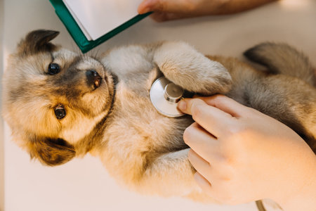 Dog Rabies in India: Symptoms, Prevention & Vaccination Tips