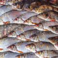 Fish Farming Business: Profitable Domestic Fish Trade in India
