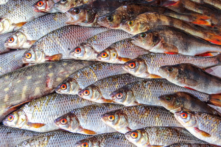 Fish Farming Business: Profitable Domestic Fish Trade in India