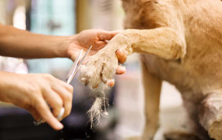 Managing Cat Care Costs and Budget in Indian Households